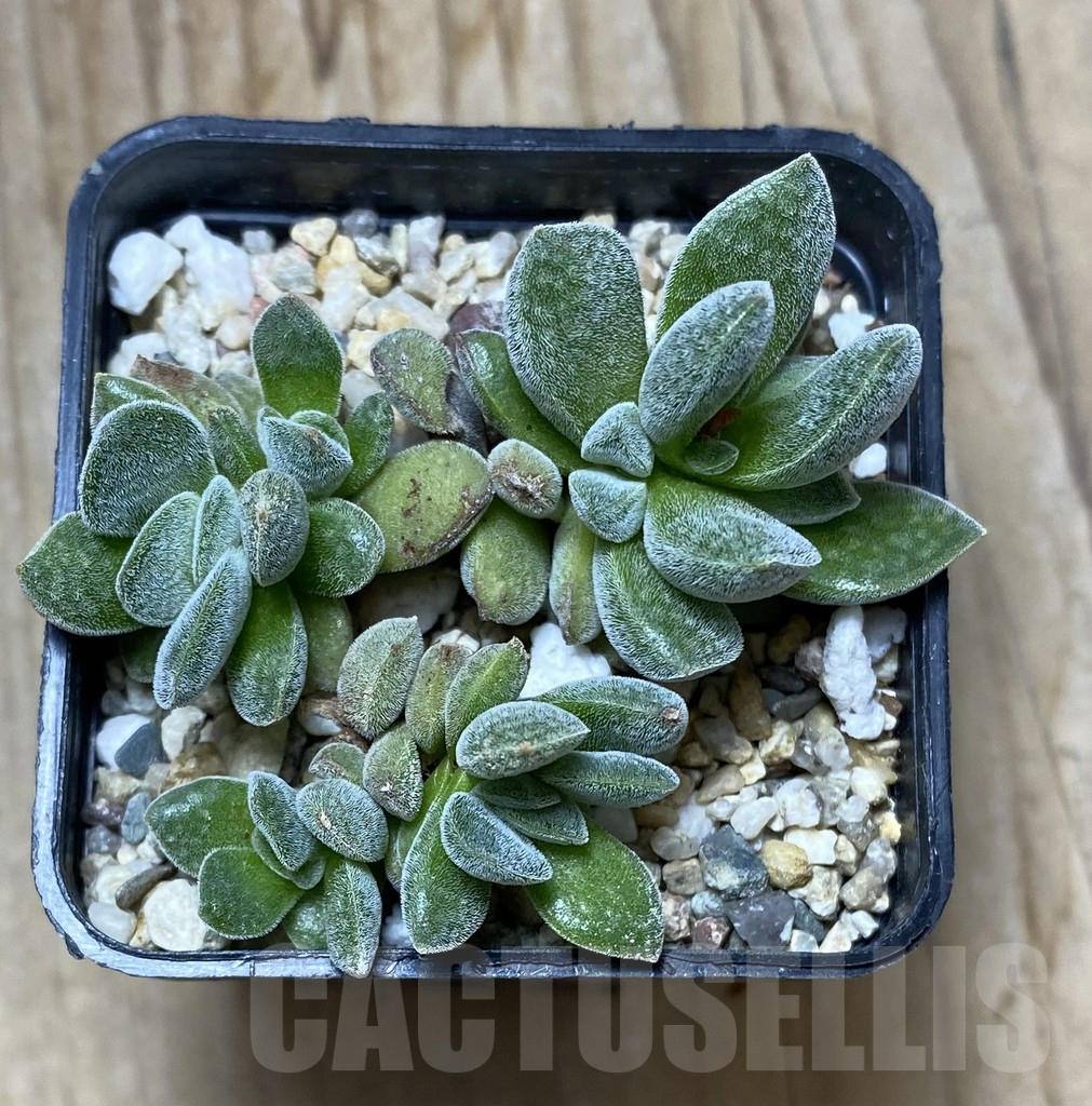 SHPR34730 Crassula deltoidea - Image 3