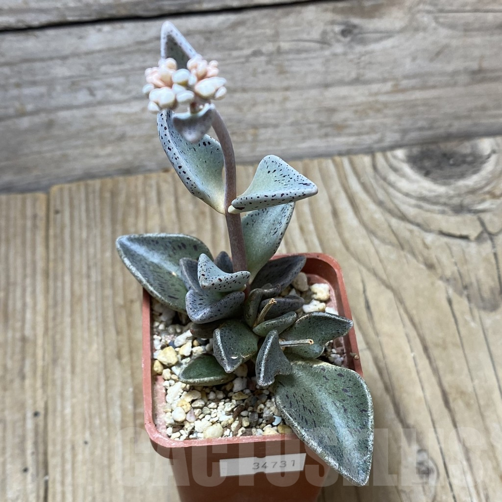 SHPR34731 Lenophyllum guttatum – Image 2