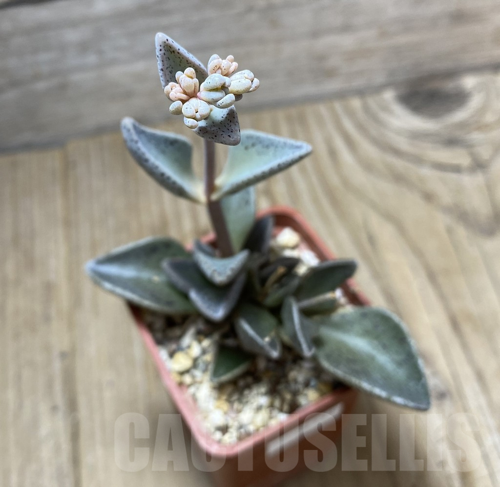 SHPR34731 Lenophyllum guttatum – Image 3