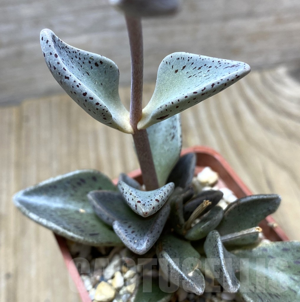 SHPR34731 Lenophyllum guttatum