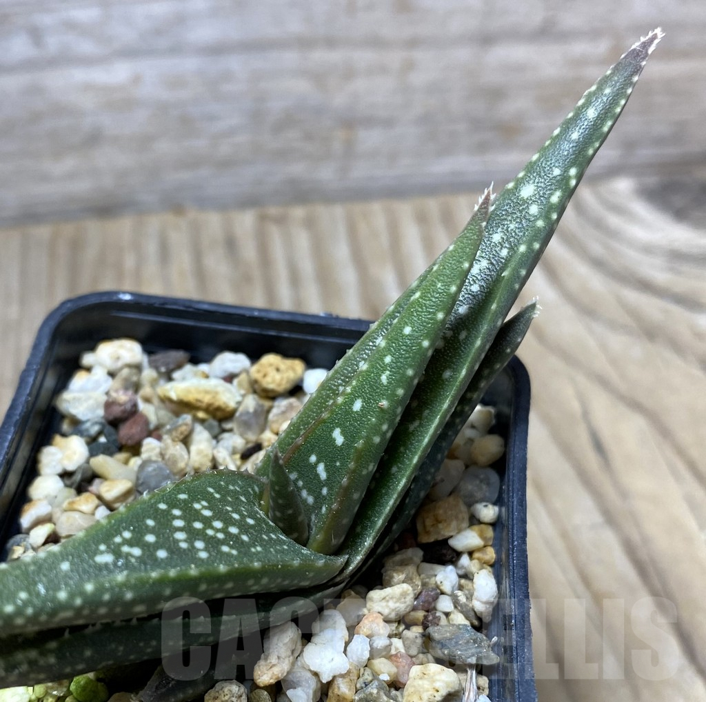 SHPR34735 Aloe meyeri