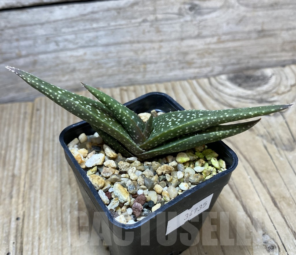 SHPR34735 Aloe meyeri – Image 2