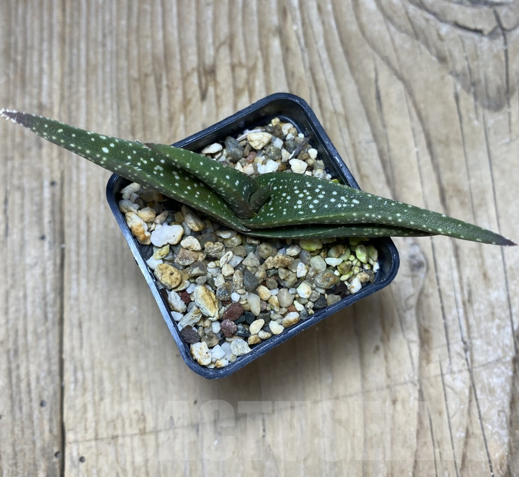 SHPR34735 Aloe meyeri – Image 3