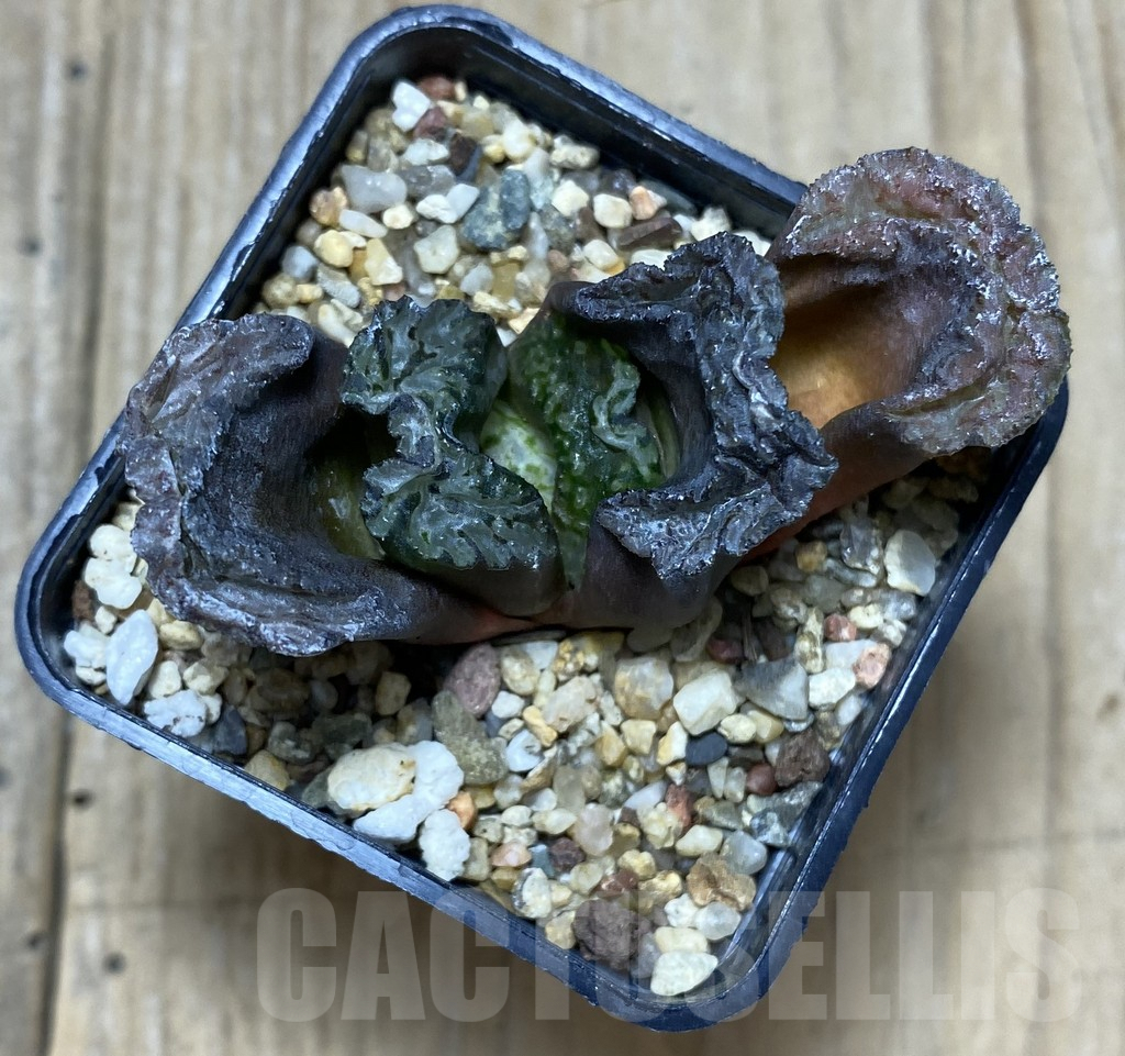 SHPR34739 Haworthia truncata ‘Big Black Jade Fan’ - immagine 2