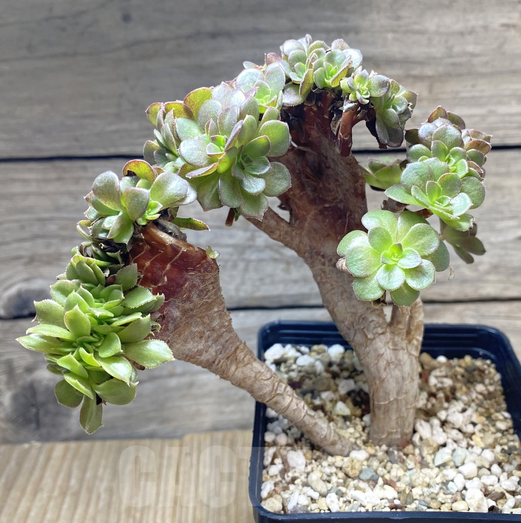 SHPR34740 Aeonium ‘Blushing Beauty’ f. cristata