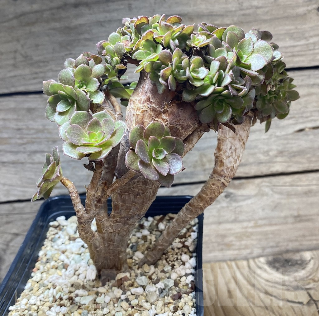 SHPR34740 Aeonium ‘Blushing Beauty’ f. cristata - Image 3