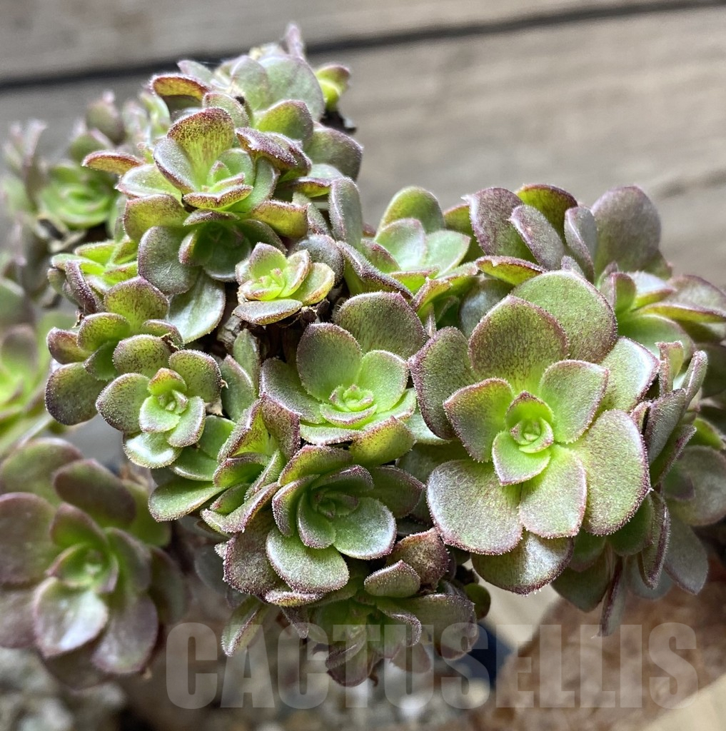 SHPR34740 Aeonium ‘Blushing Beauty’ f. cristata - Image 2