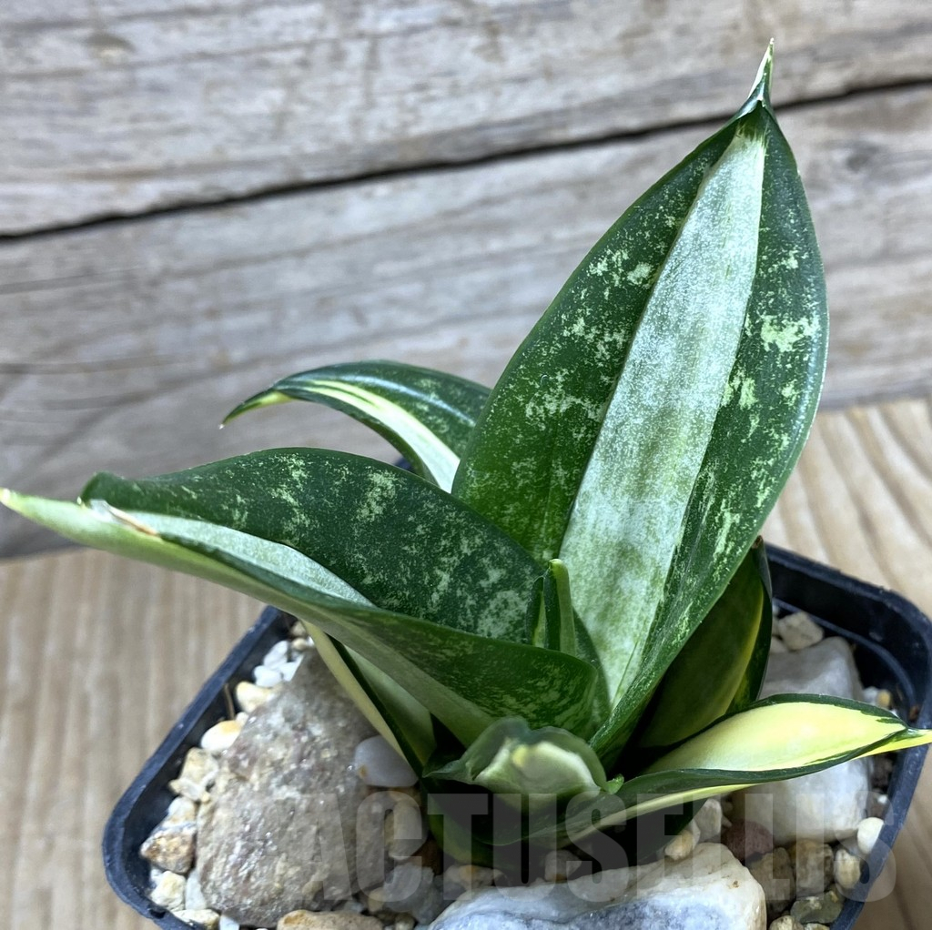 SHPR34741 Sansevieria ‘Silver Frost’ - Image 2