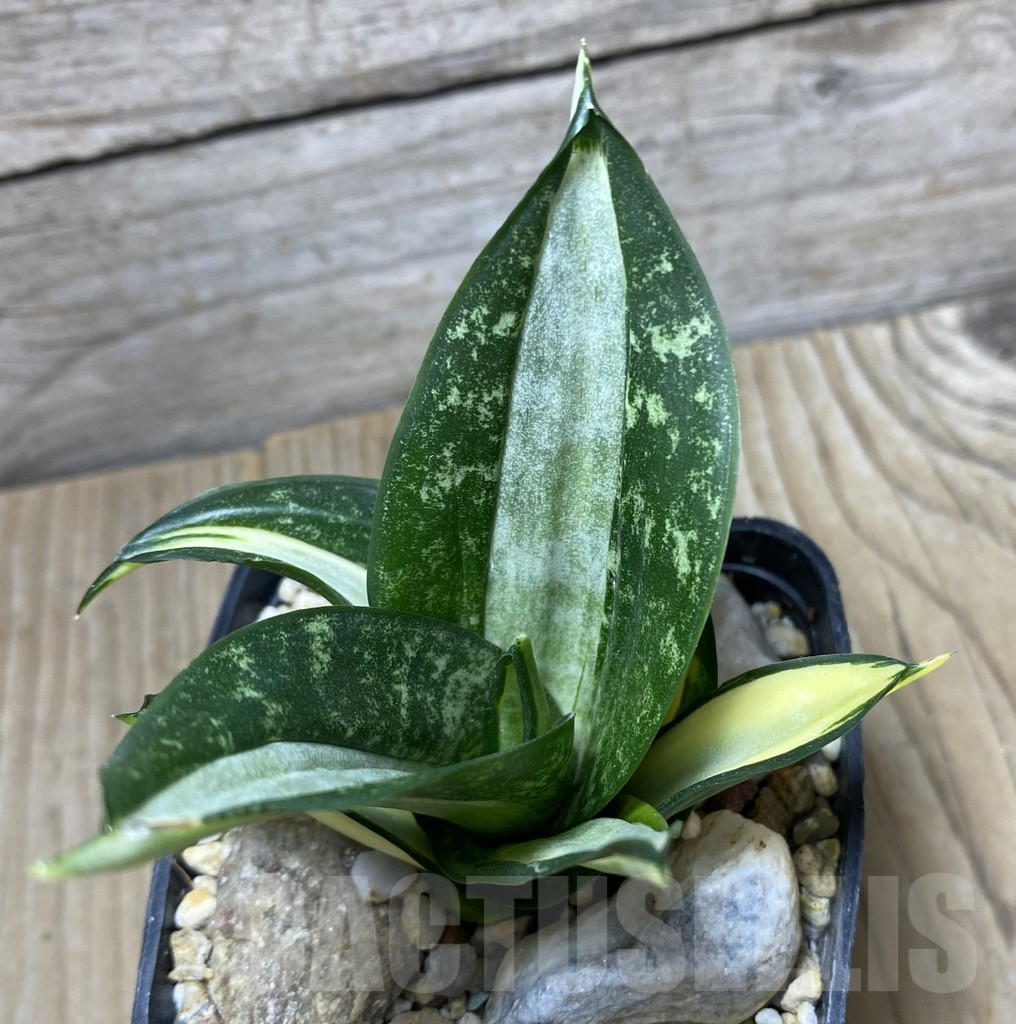 SHPR34741 Sansevieria ‘Silver Frost’