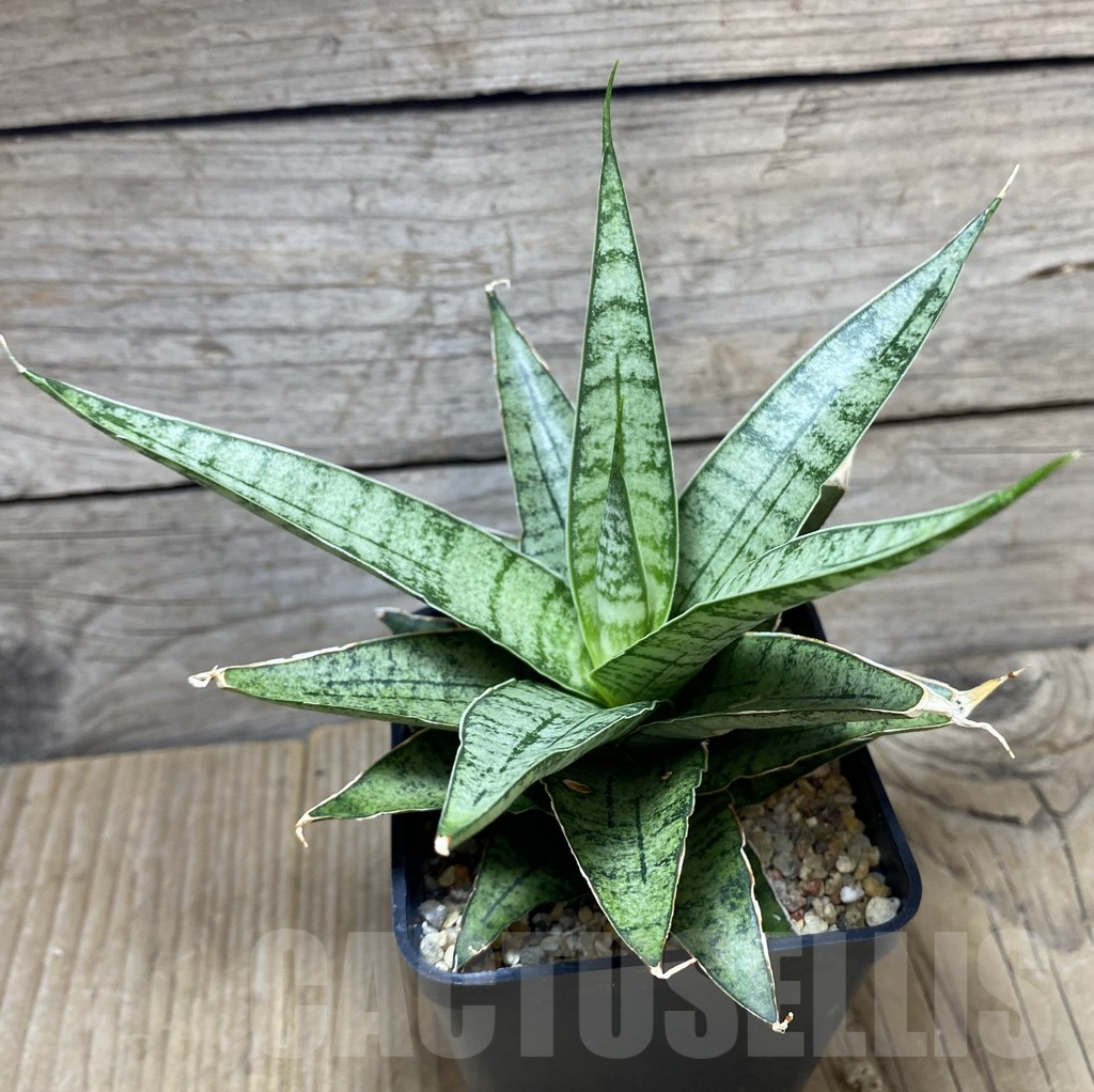 SHPR34742 Sansevieria 'Sweet Celery' - Image 2