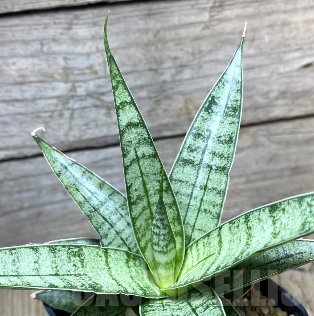 SHPR34742 Sansevieria 'Sweet Celery'