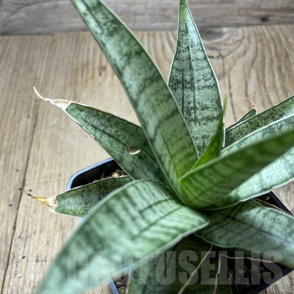 SHPR34742 Sansevieria 'Sweet Celery' - Image 3