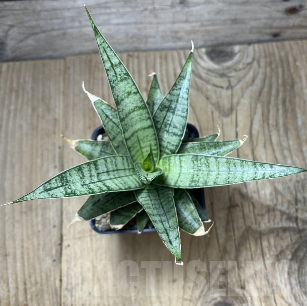 SHPR34742 Sansevieria 'Sweet Celery' - Image 4