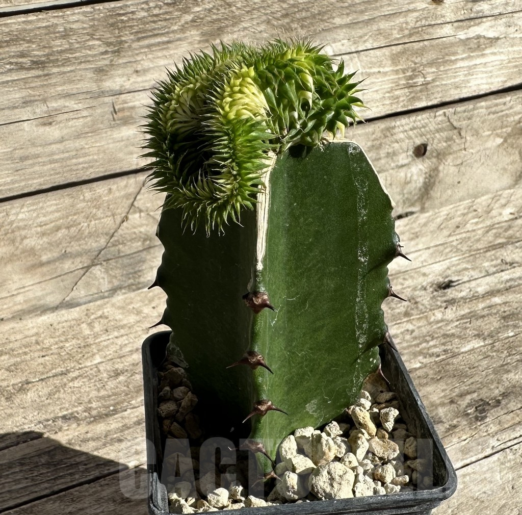 SHPR33331 Euphorbia susannae f. variegata cristata, grafted - Image 3