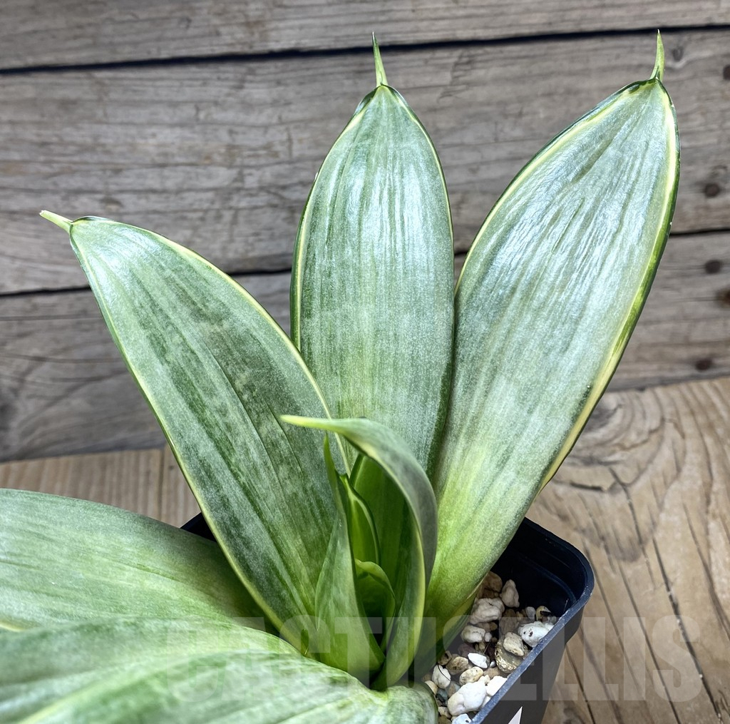 SHPR34743 Sansevieria ‘Silver Frost’