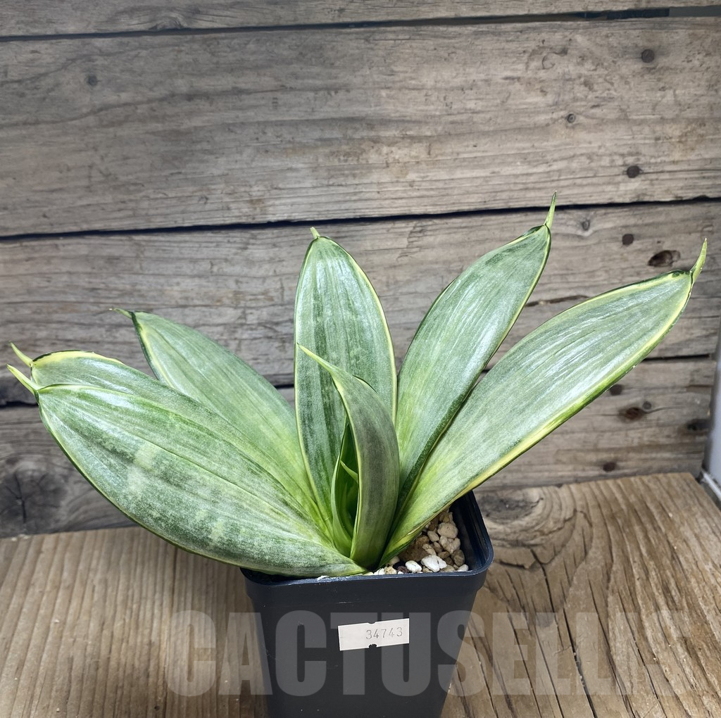 SHPR34743 Sansevieria ‘Silver Frost’ - Image 2