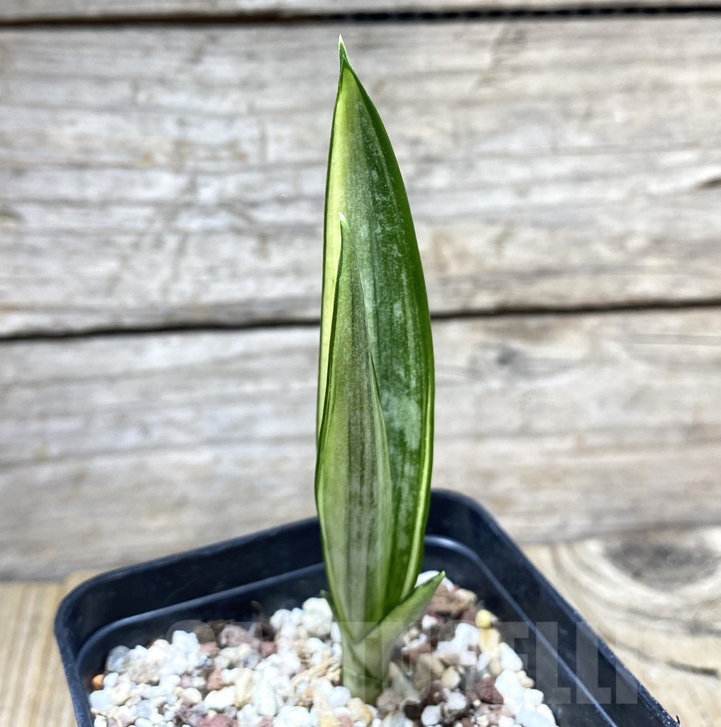 SHPR34744 Sansevieria ‘Golden Banner’ mutation