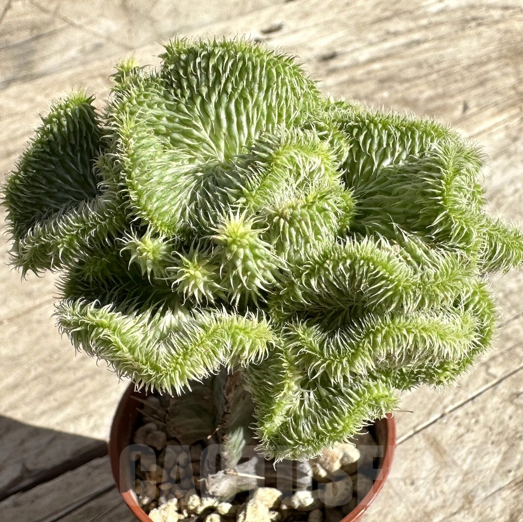 SHPR33333 Euphorbia susannae f. variegata cristata, grafted - Imagen 2