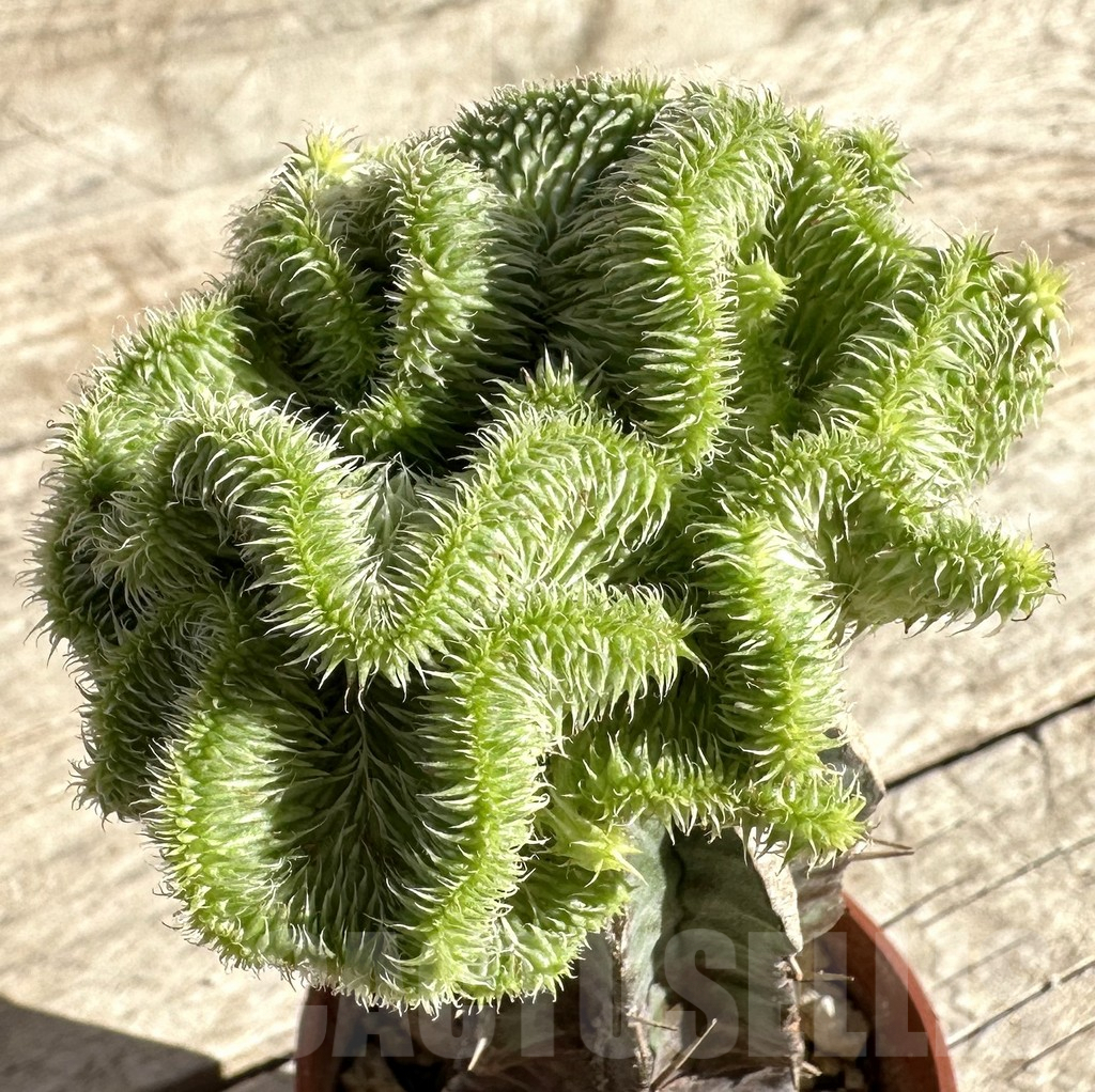 SHPR33333 Euphorbia susannae f. variegata cristata, grafted