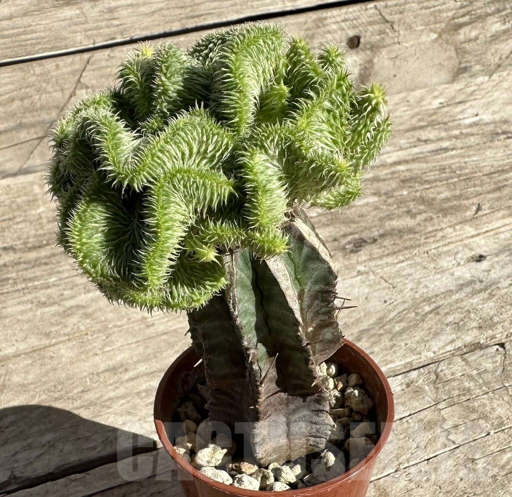 SHPR33333 Euphorbia susannae f. variegata cristata, grafted - Imagen 3