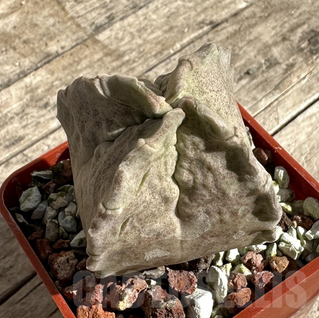 SHPR33335 Whitesloanea crassa