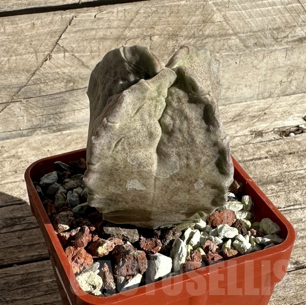 SHPR33335 Whitesloanea crassa - immagine 2