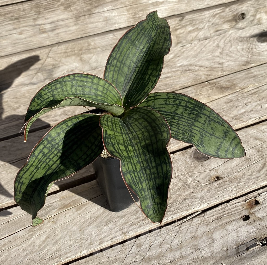 SHPR34746 Sansevieria ‘Cleopatra’ - Image 2