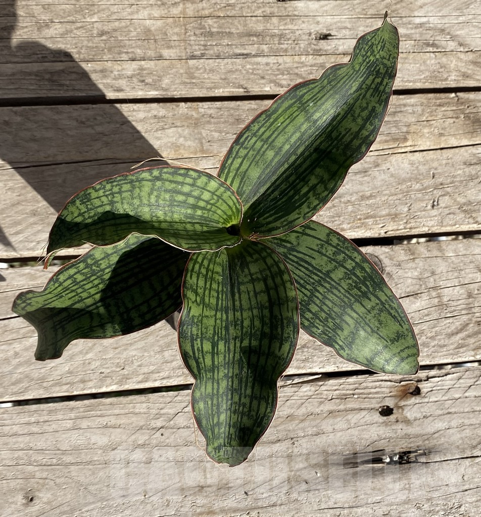 SHPR34746 Sansevieria ‘Cleopatra’ - Image 3