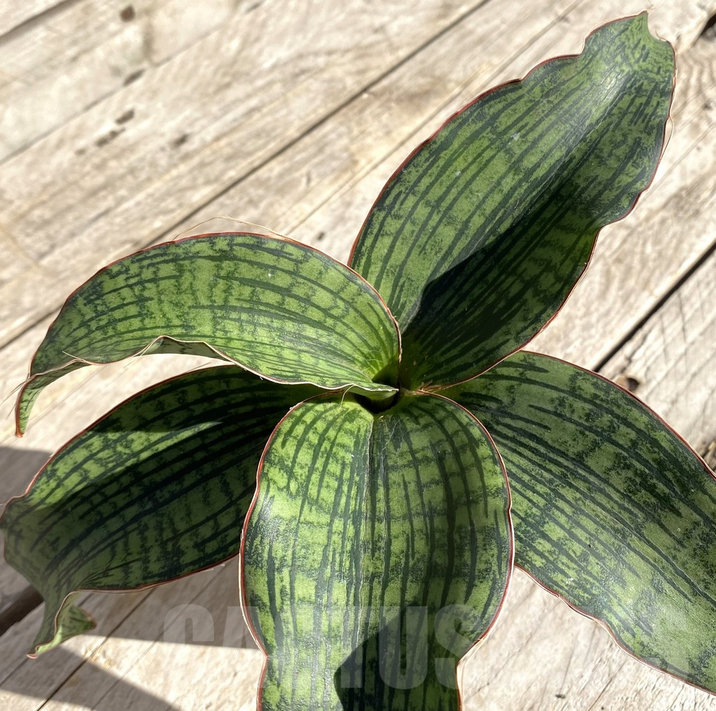SHPR34746 Sansevieria ‘Cleopatra’