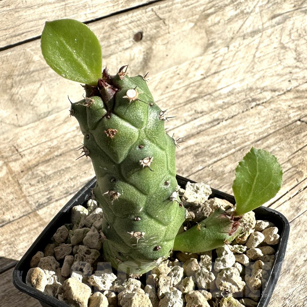 SHPR33336 Monadenium ritchiei v. marsabitense