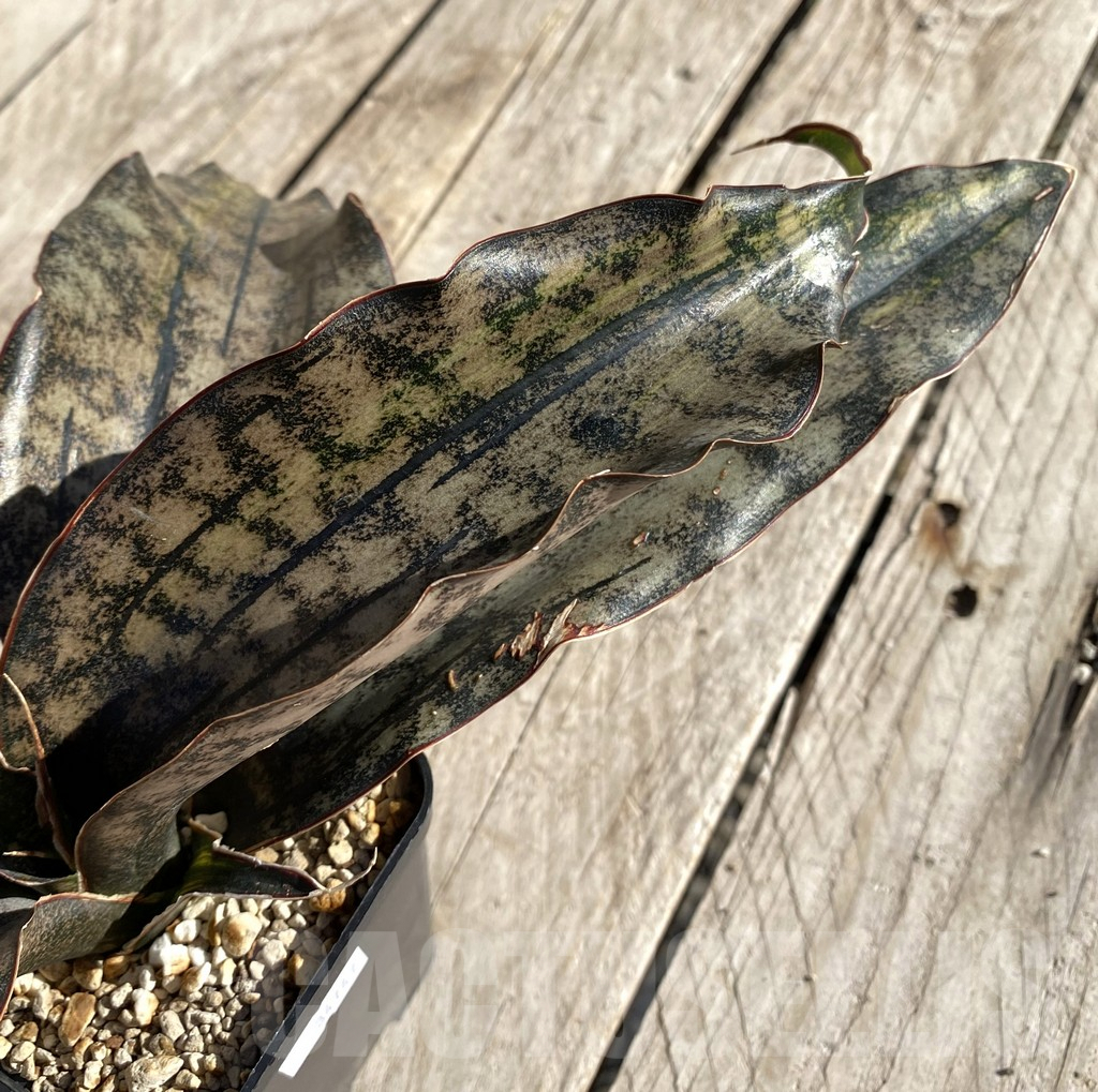 SHPR34747 Sansevieria ‘Kirkii Brown’ f. variegata
