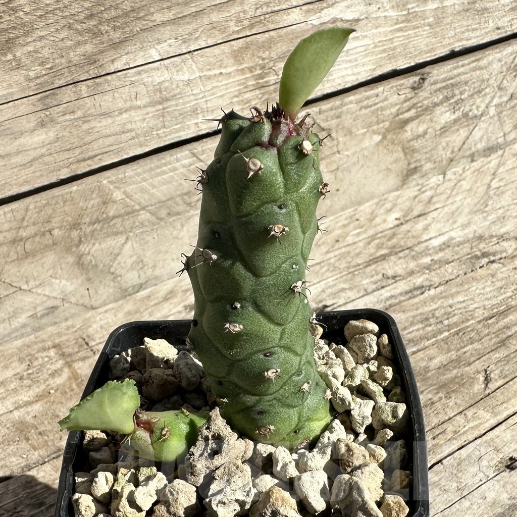 SHPR33336 Monadenium ritchiei v. marsabitense - Image 2