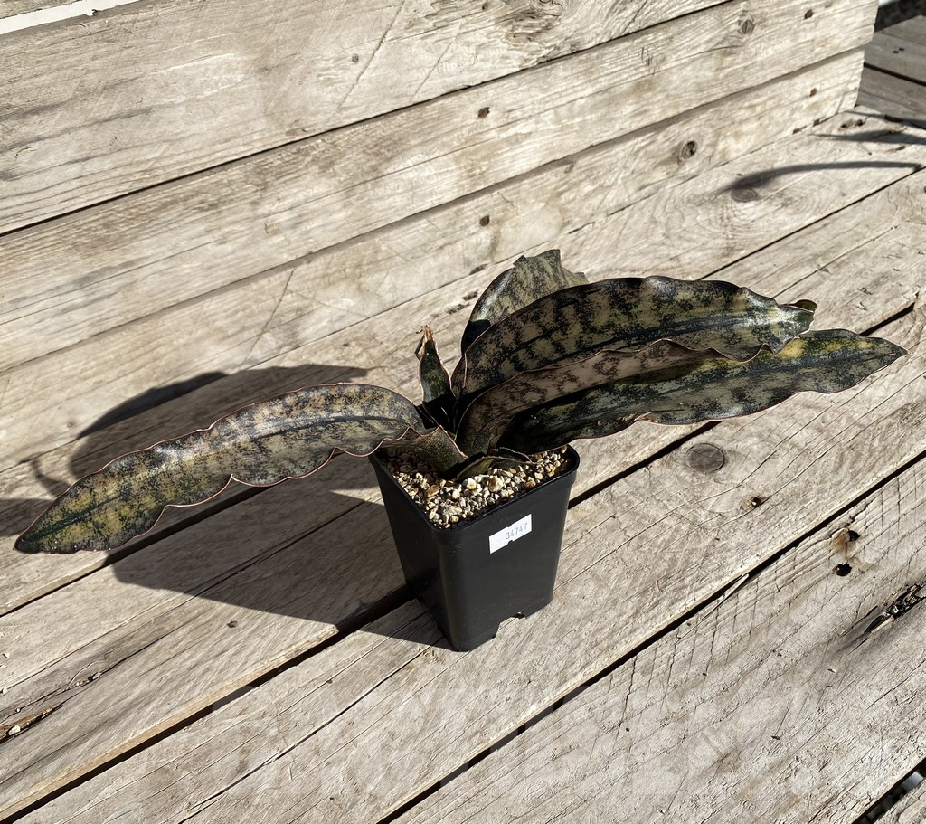 SHPR34747 Sansevieria ‘Kirkii Brown’ f. variegata - Image 2