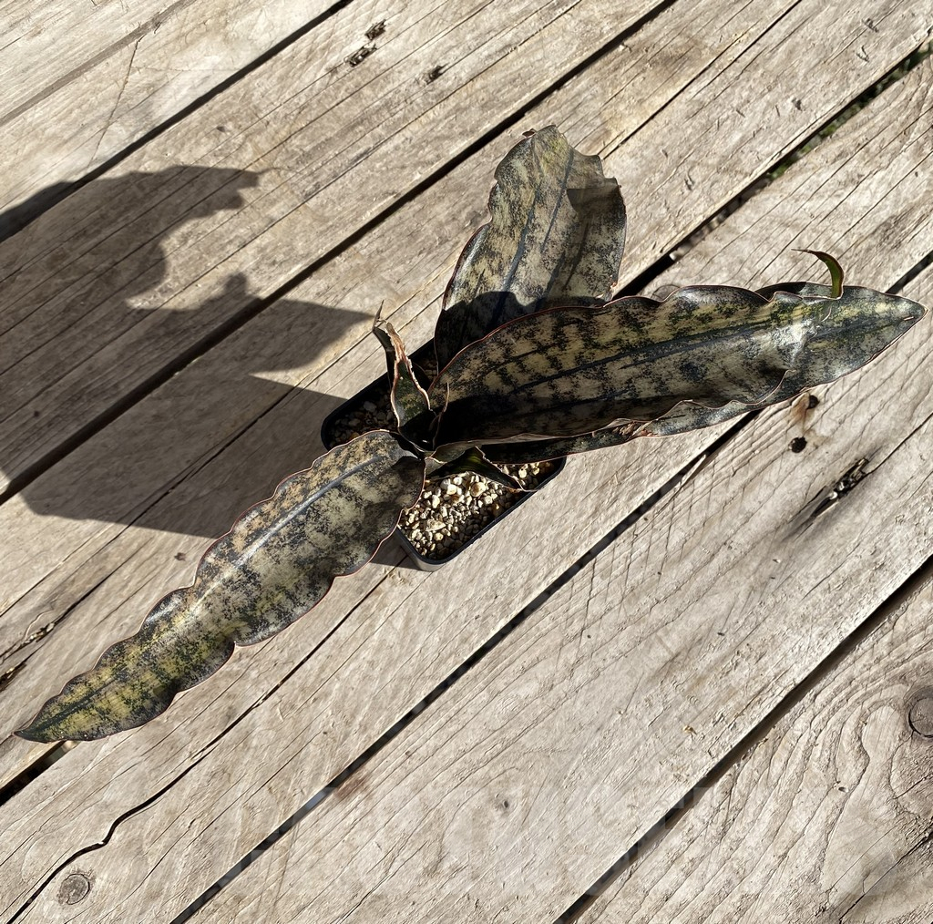 SHPR34747 Sansevieria ‘Kirkii Brown’ f. variegata - Image 3