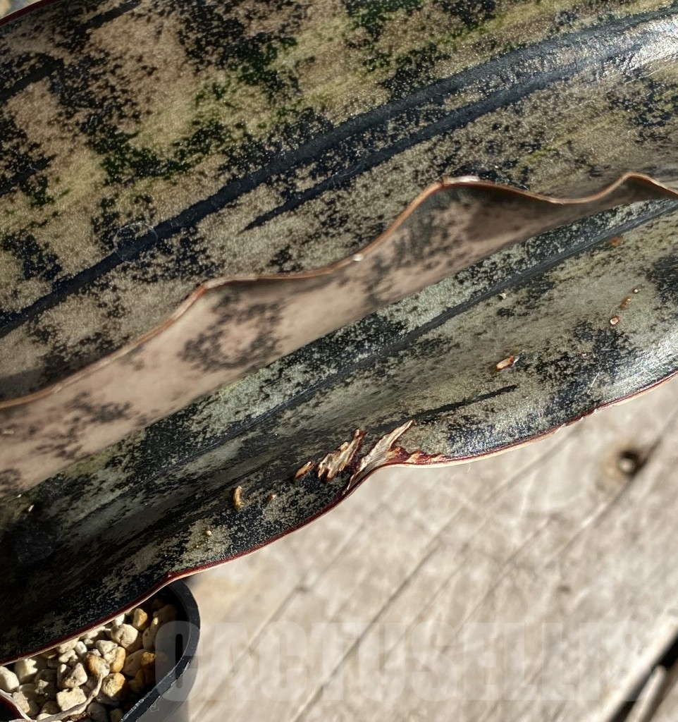 SHPR34747 Sansevieria ‘Kirkii Brown’ f. variegata - Image 4