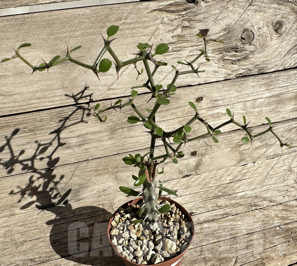 SHPR33338 Decarya madagascariensis, grafted - Image 2