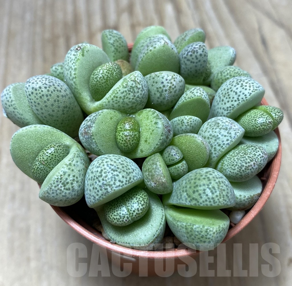 SHPR34749 Pleiospilos nelii