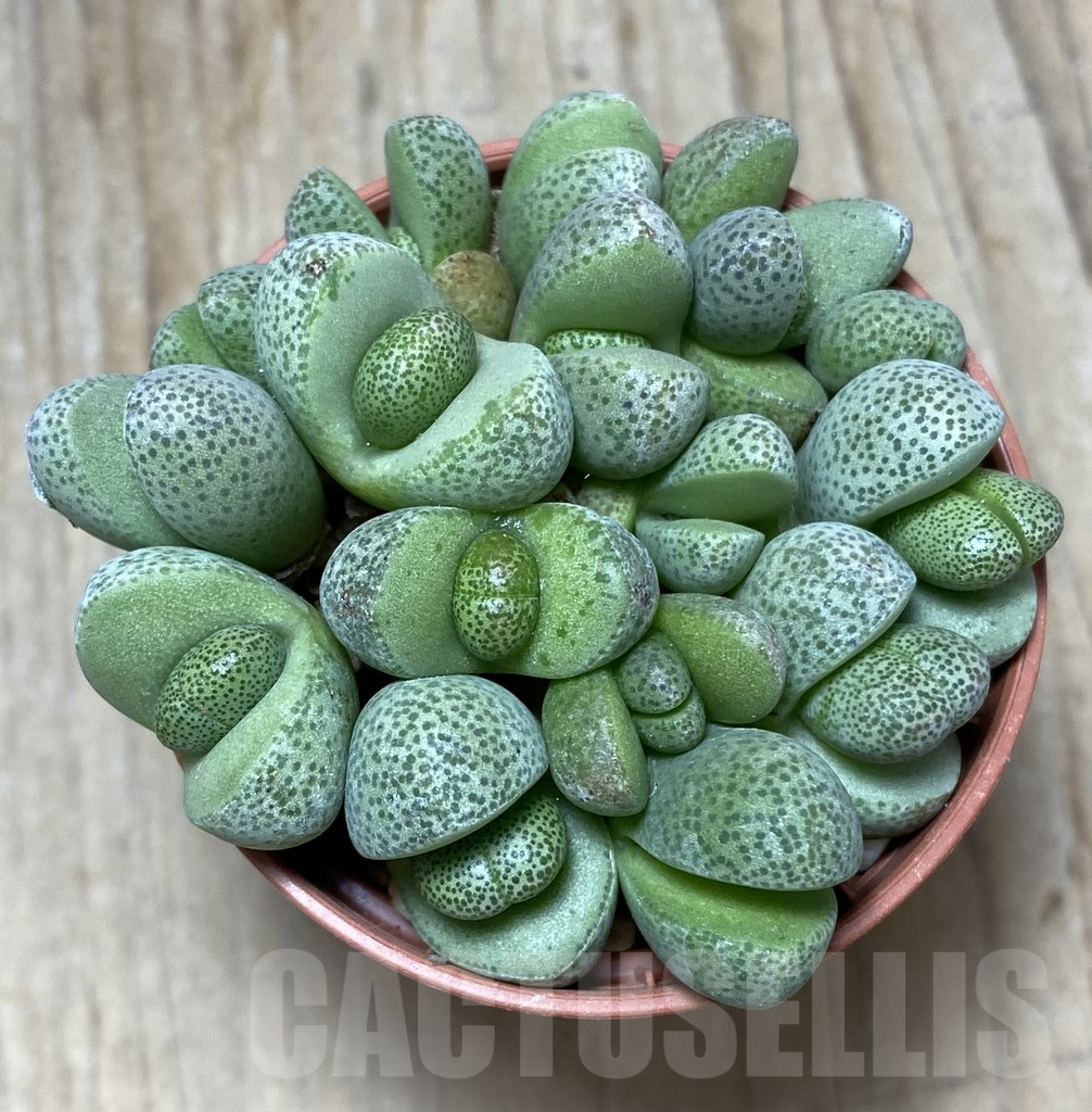 SHPR34749 Pleiospilos nelii - 画像 (2)