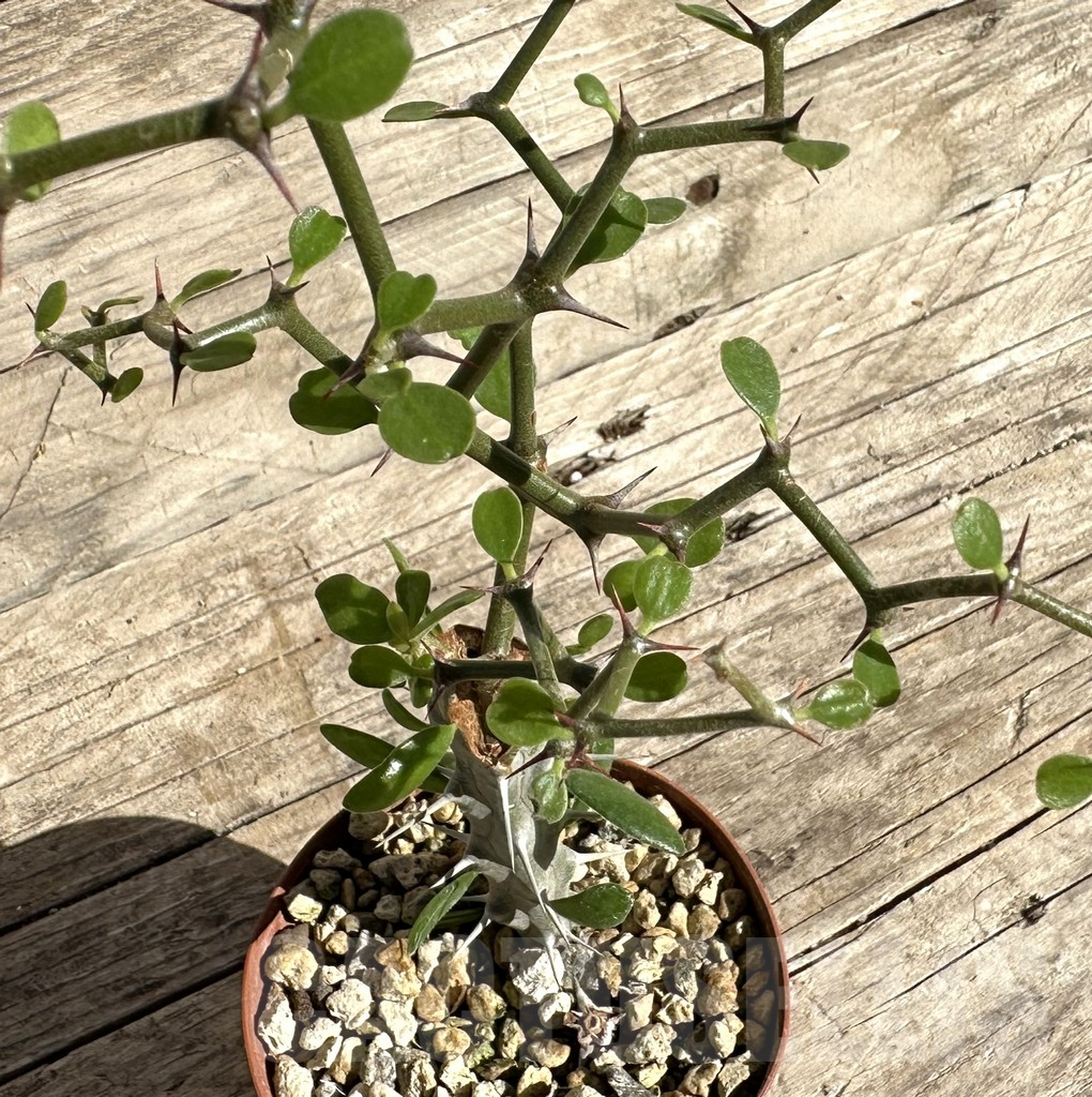 SHPR33338 Decarya madagascariensis, grafted