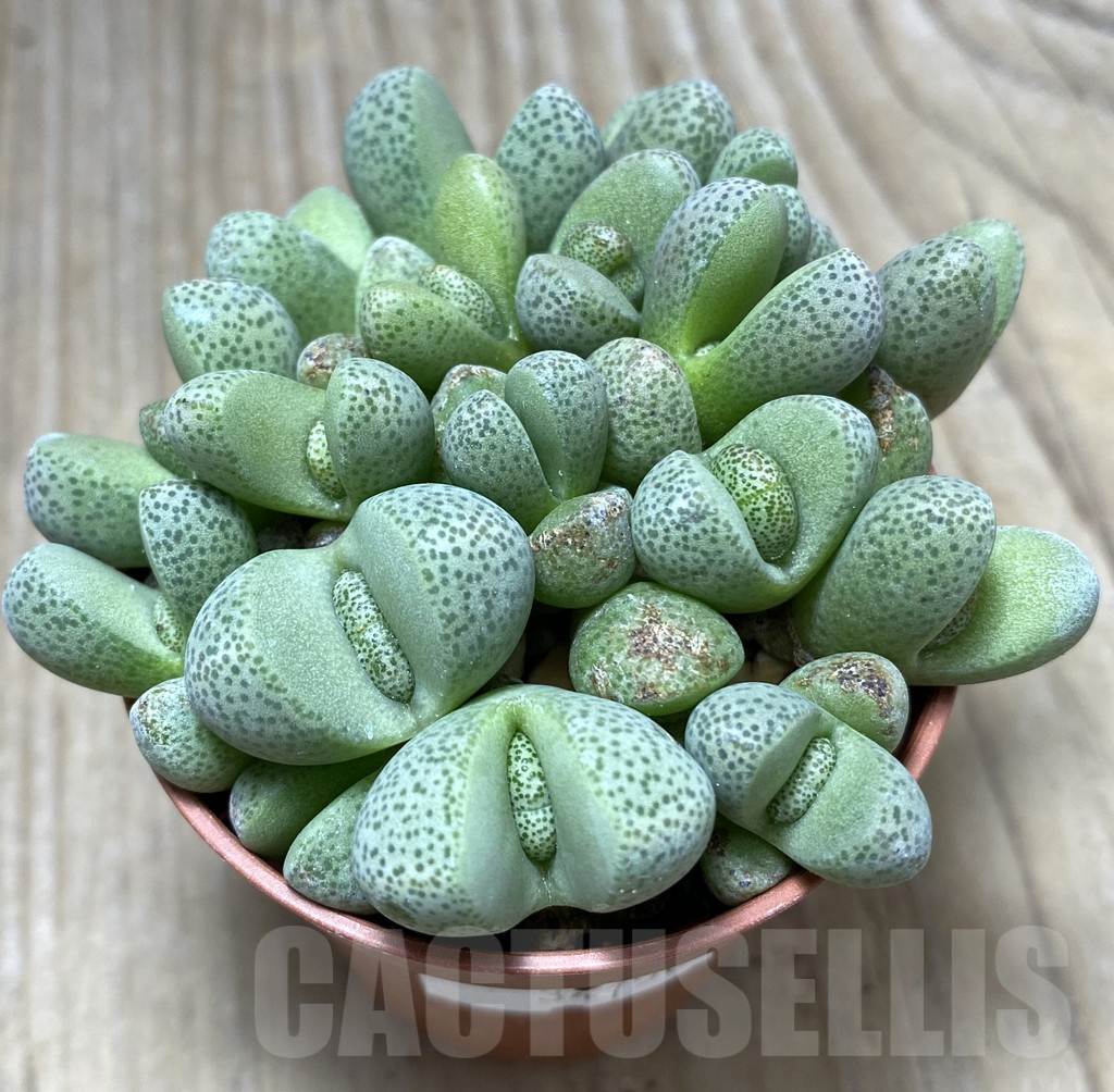 SHPR34750 Pleiospilos nelii