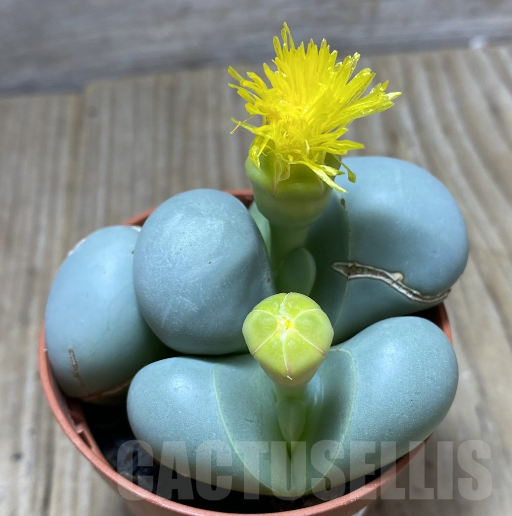 SHPR34752 Argyroderma mix - Image 2