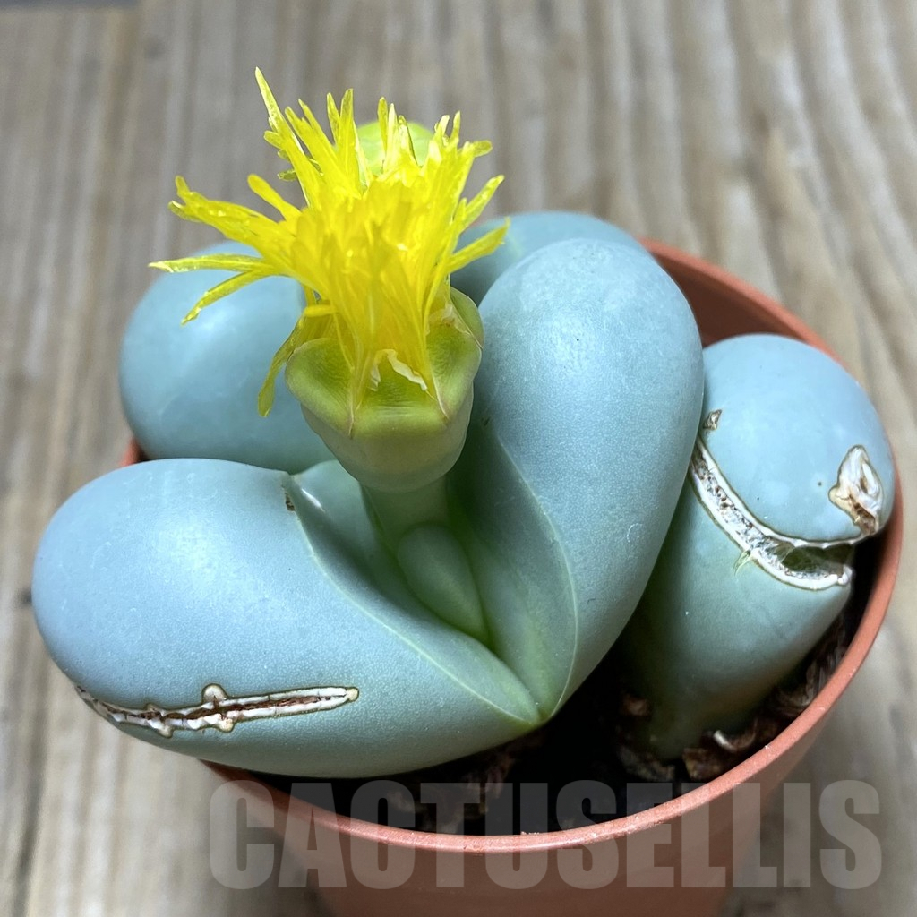 SHPR34752 Argyroderma mix