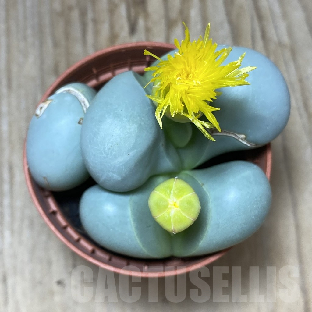 SHPR34752 Argyroderma mix - Image 3