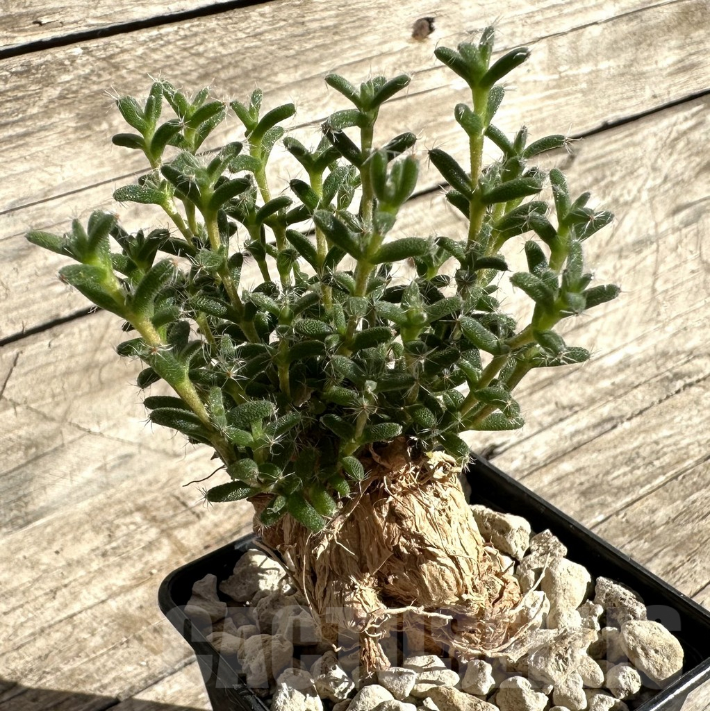 SHPR33342 Trichodiadema bulbosum