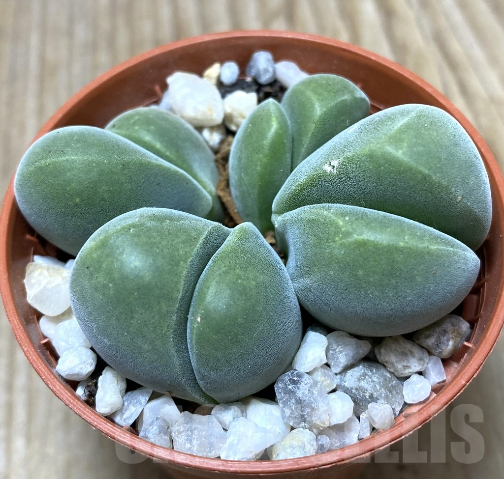 SHPR34753 Vanheerdea divergens