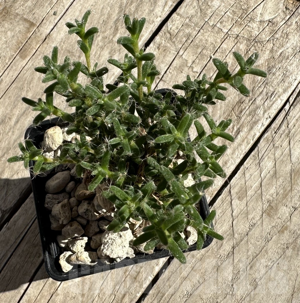 SHPR33342 Trichodiadema bulbosum - Imagen 2