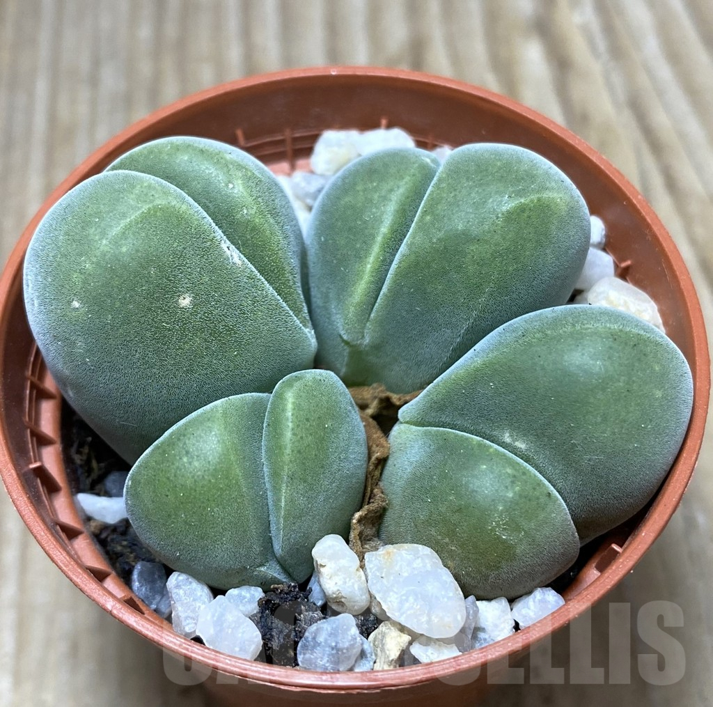 SHPR34753 Vanheerdea divergens - Image 2