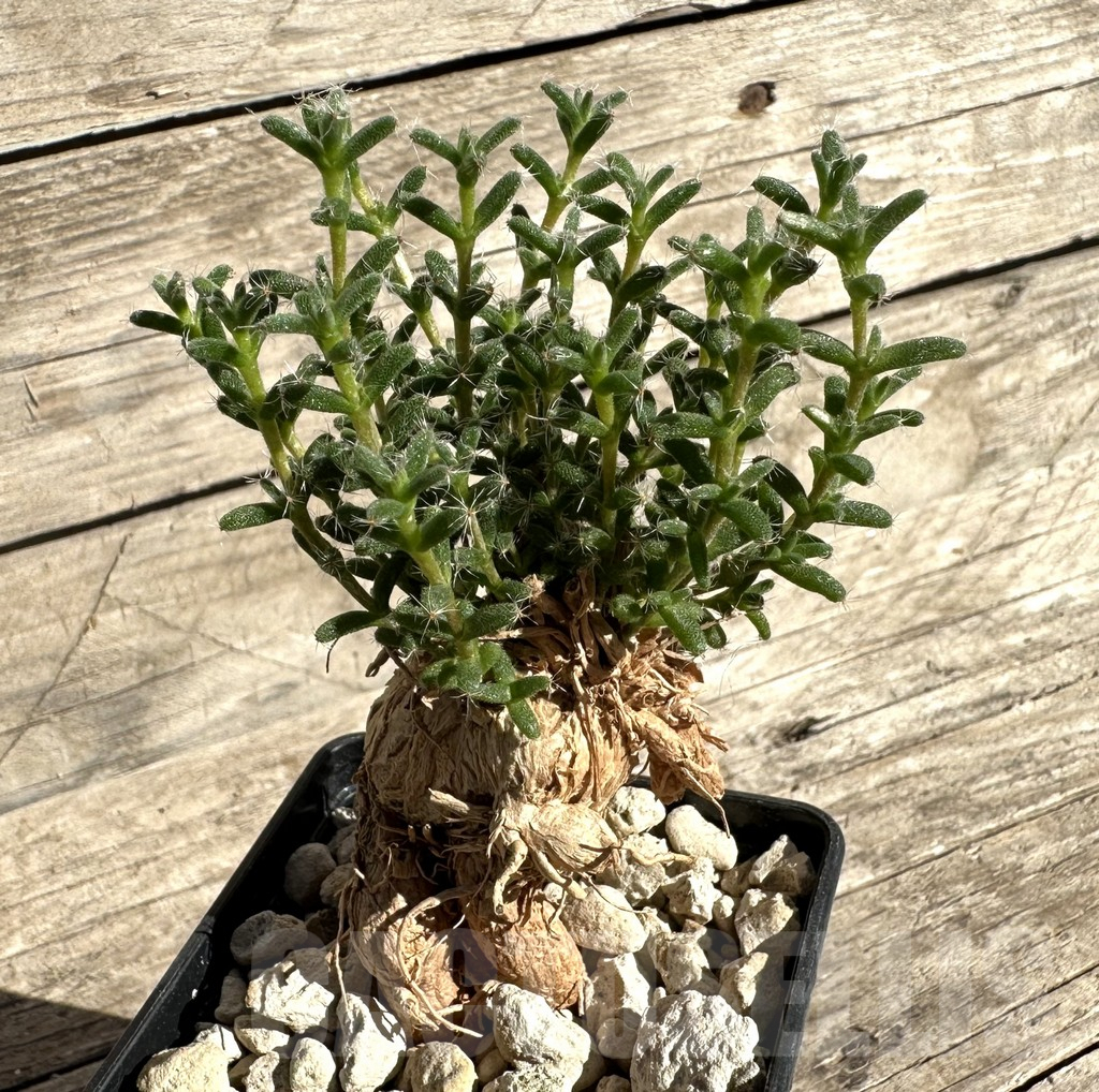 SHPR33342 Trichodiadema bulbosum - Imagen 3