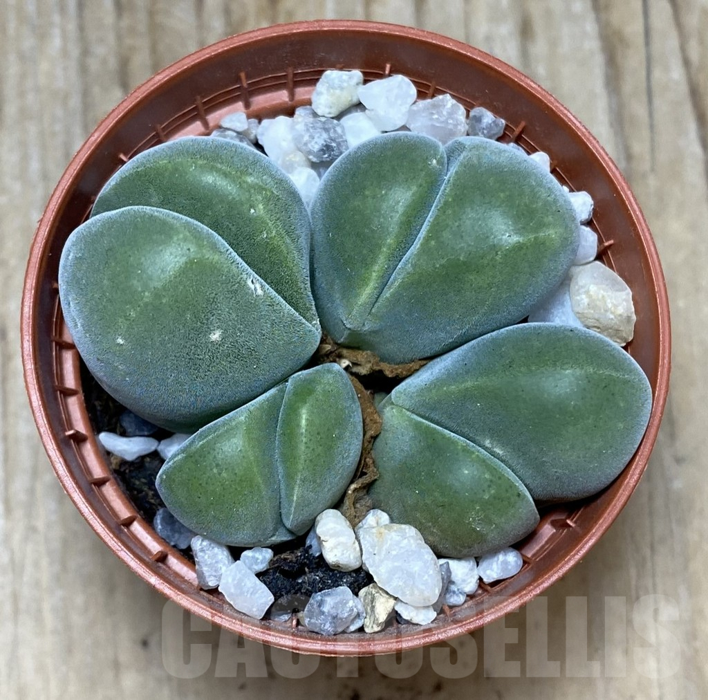 SHPR34753 Vanheerdea divergens - Image 3