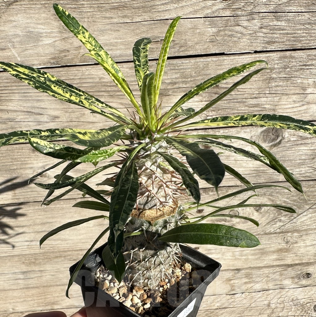 SHPR33346 Pachypodium lamerei 'Madala', grafted - Imagen 3